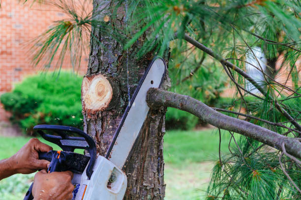 How Our Tree Care Process Works  in West Wyomissing, PA